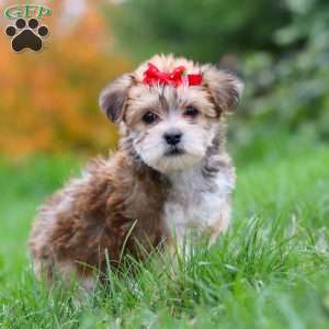 Madeline, Morkie / Yorktese Puppy
